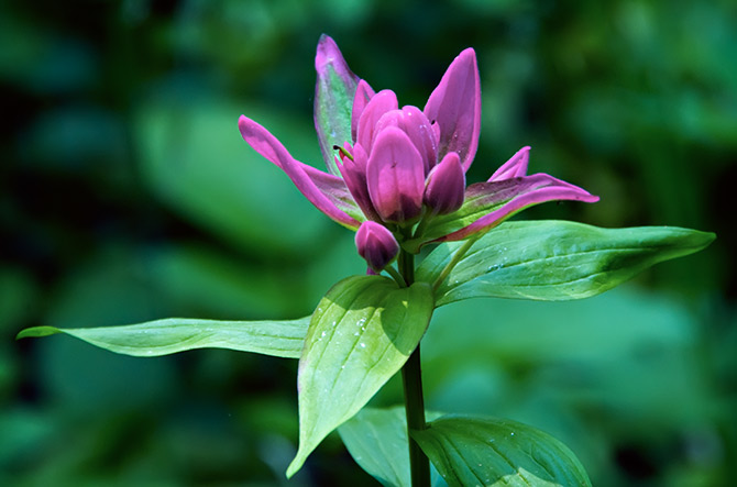 lamb's paintbrush